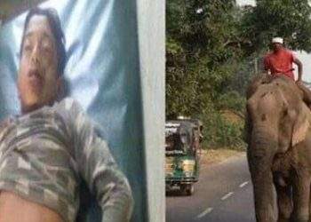 হাতি প্রতীকের হাতির চাপায় শাকিলের মৃত্যু