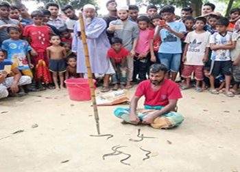 সোনারগাঁ বসত ঘরে বিষধর সাপ, ৮টি বাচ্চা উদ্ধার