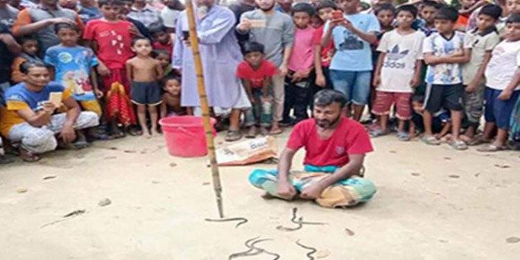 সোনারগাঁ বসত ঘরে বিষধর সাপ, ৮টি বাচ্চা উদ্ধার