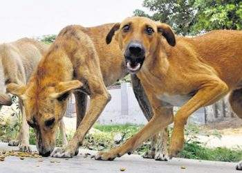 কুকুরের কামড়ে ব্যবসায়ীর মৃত্যু