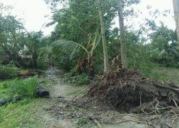 মায়ের মতো ঘূর্ণিঝড় ‘বুলবুল’কে ঠেকালো “সুন্দরবন“