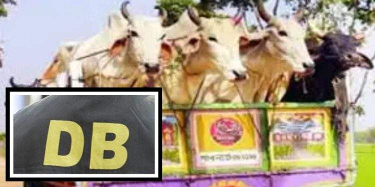এবার ডিবি পরিচয় গরুভর্তি ট্রাক লুট