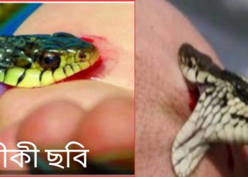 আড়াইহাজারে সাপের কামড়ে শিশুর মৃত্যু