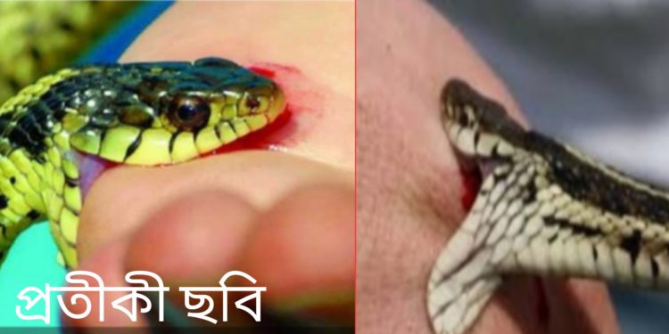 আড়াইহাজারে সাপের কামড়ে শিশুর মৃত্যু