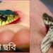 আড়াইহাজারে সাপের কামড়ে শিশুর মৃত্যু