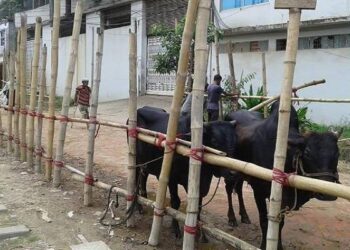 নারায়ণগঞ্জে হঠাৎ গরু শূন্য হাট