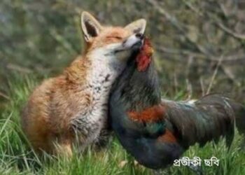 “শিয়ালের কাছে মুরগি বর্গা !”