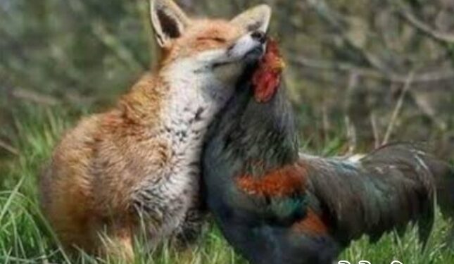 “শিয়ালের কাছে মুরগি বর্গা !”