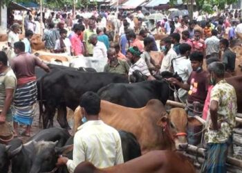 পশুর হাট বসানোর সিদ্ধান্ত নিয়েছে সরকার