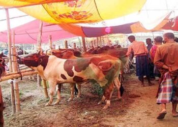 ঢাকা, নারায়ণগঞ্জ, গাজীপুর ও চট্টগ্রামে পশুর হাট নয়