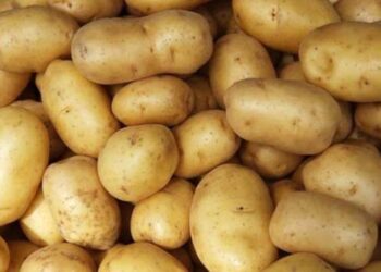 আলুর দাম ঠেকেছে ৬০ টাকায়