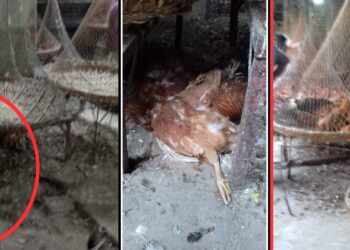 ‘মরা মুরগী কই যায় ?’