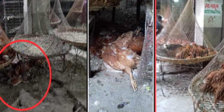 ‘মরা মুরগী কই যায় ?’