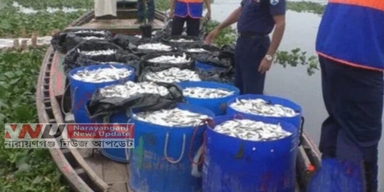 নারায়ণগঞ্জে প্রবেশ পথে ৬ হাজার কেজি জাটকা আটক !