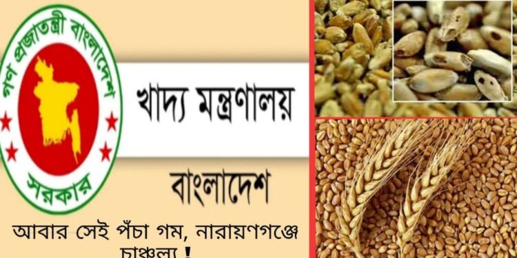 আবার সেই পঁচা গম ! নারায়ণগঞ্জে চাঞ্চল্য