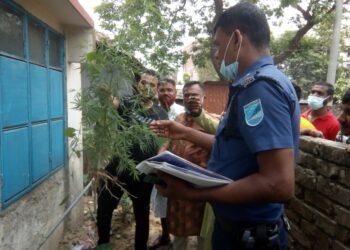 সিদ্ধিরগঞ্জে গাঁজার চাষ !