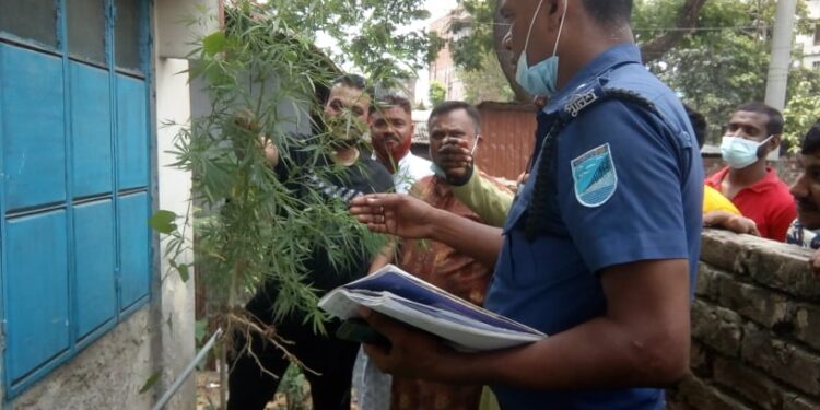 সিদ্ধিরগঞ্জে গাঁজার চাষ !