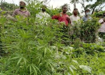 আবারো সিদ্ধিরগঞ্জে চাষকৃত গাঁজা উদ্ধার