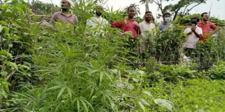 আবারো সিদ্ধিরগঞ্জে চাষকৃত গাঁজা উদ্ধার