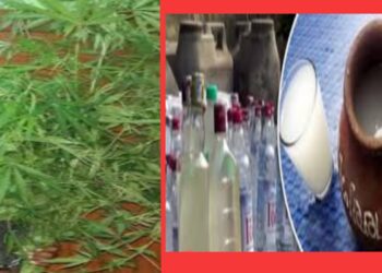 গাঁজা গাছ ও মদসহ রূপগঞ্জে গ্রেফতার ২