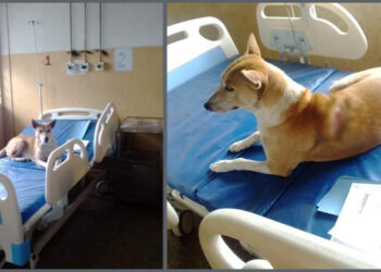 নারাযণগঞ্জের করোনা হাসপাতালের বেডে কুকুরের ছবি ভাইরাল