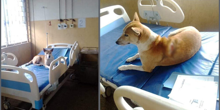 নারাযণগঞ্জের করোনা হাসপাতালের বেডে কুকুরের ছবি ভাইরাল