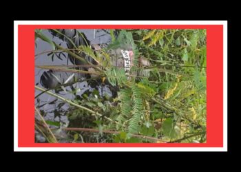 মুন্সিগঞ্জে নিখোঁজ ইজিবাইক চালকের লাশ ফতুল্লায় উদ্ধার