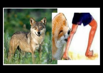 শিয়ালের কামড়ে আড়াইহাজারে ১২ জন আহত