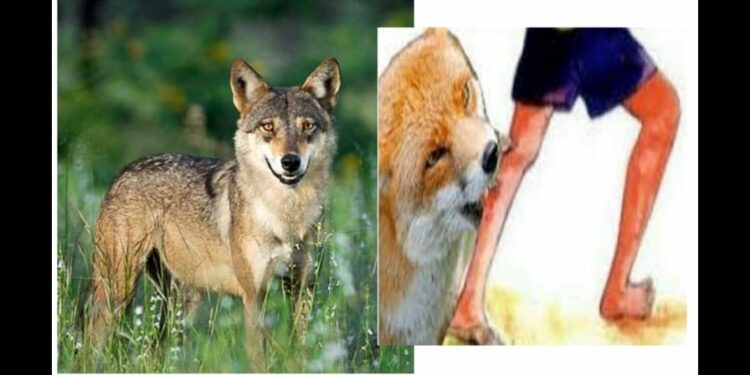 শিয়ালের কামড়ে আড়াইহাজারে ১২ জন আহত