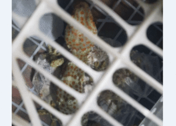 নারায়ণগঞ্জ শহরে তক্ষক !