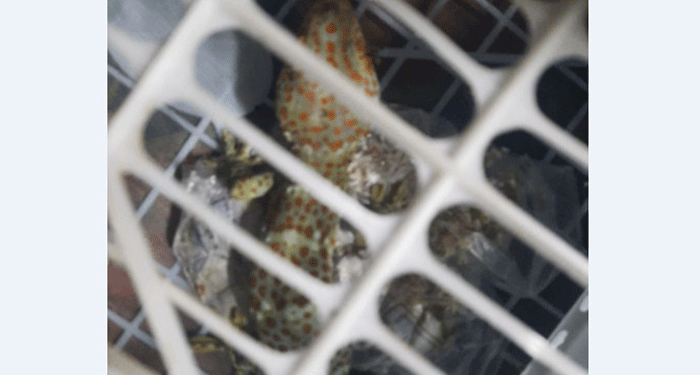 নারায়ণগঞ্জ শহরে তক্ষক !