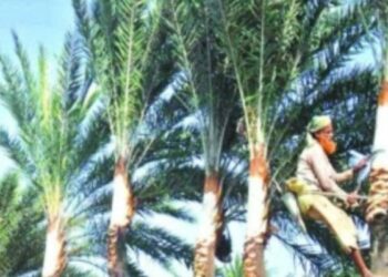 খেজুর রসের সন্ধানে ব্যস্ত কেশবপুরের গাছিরা