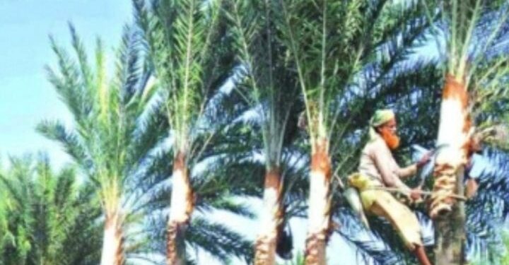 খেজুর রসের সন্ধানে ব্যস্ত কেশবপুরের গাছিরা