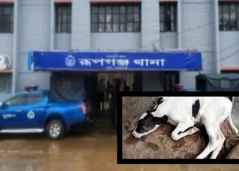রূপগঞ্জে ভুল চিকিৎসায় গরু মৃত্যু, থানায় জিডি