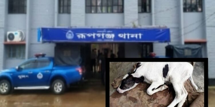 রূপগঞ্জে ভুল চিকিৎসায় গরু মৃত্যু, থানায় জিডি