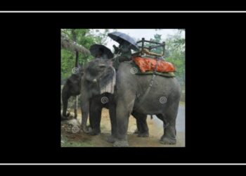 “খেলারামের খেলায় হাতি এখন ফান্দে পইরা কান্দে”