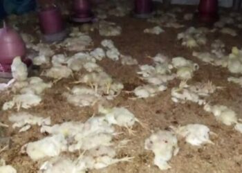 কুপ্রস্তাবে রাজি না হওয়ায় ৬শ মুরগি হত্যা