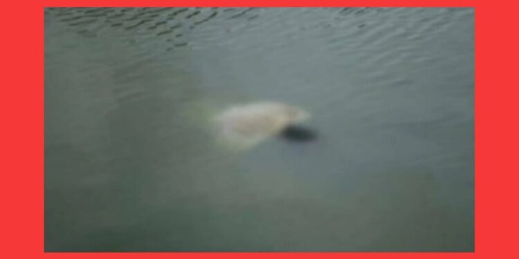 বন্দরের পুকুরে মস্তক বিহীন লাশ