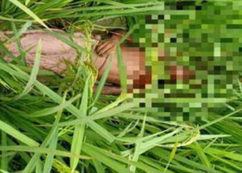 নিখোঁজের একদিন পর সোনারগাঁয়ের ধানক্ষেতে শিশুর লাশ