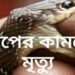 সাপের কামড়ে কৃষকের মৃত্যু