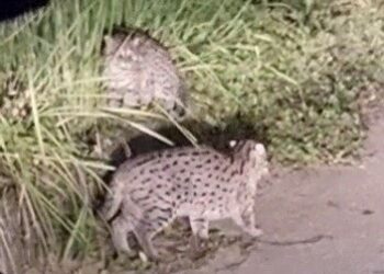 রূপগঞ্জের পূর্বাচলে হঠাৎ দেখা যাচ্ছে বাঘ, জনমনে আতংক