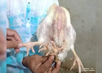 কালো ডিমের পর নারায়ণগঞ্জে চার পা যুক্ত মুরগী !