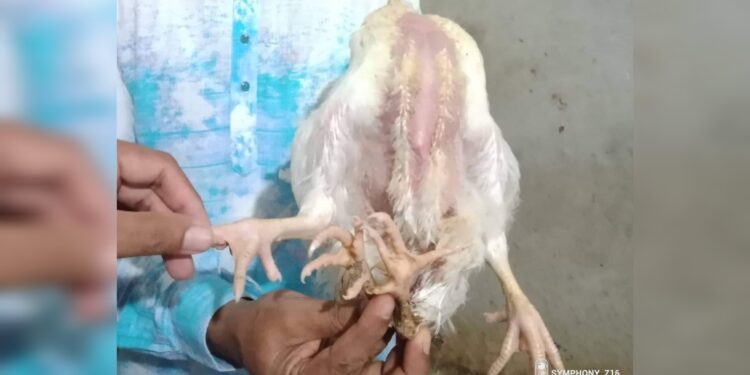 কালো ডিমের পর নারায়ণগঞ্জে চার পা যুক্ত মুরগী !