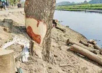 শতাধিক গাছ কেটে নিলেন আওয়ামী লীগ নেতা