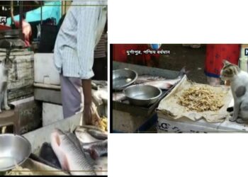 মাছের দোকান একাই সামলাচ্ছে বিড়াল !