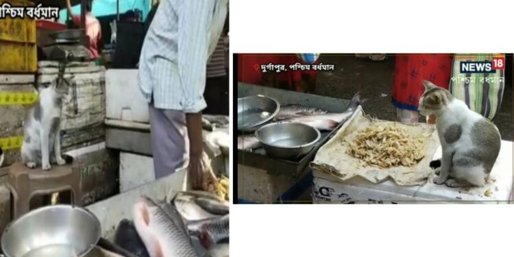 মাছের দোকান একাই সামলাচ্ছে বিড়াল !