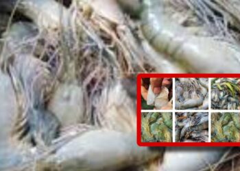 বিষাক্ত জেলিযুক্ত ৩ হাজার কেজি চিংড়ি আটক, ধ্বংস