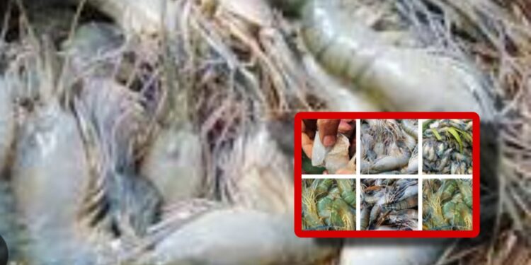 বিষাক্ত জেলিযুক্ত ৩ হাজার কেজি চিংড়ি আটক, ধ্বংস