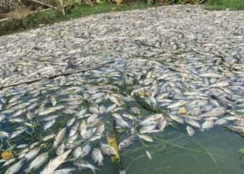 সোনারগাঁয়ে পুকুরে বিষ ঢেলে মাছ নিধন