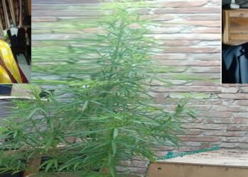 বিচিত্র নগরী ! হাসপাতালের ছাদে পিতা পুত্রের গাজার চাষ